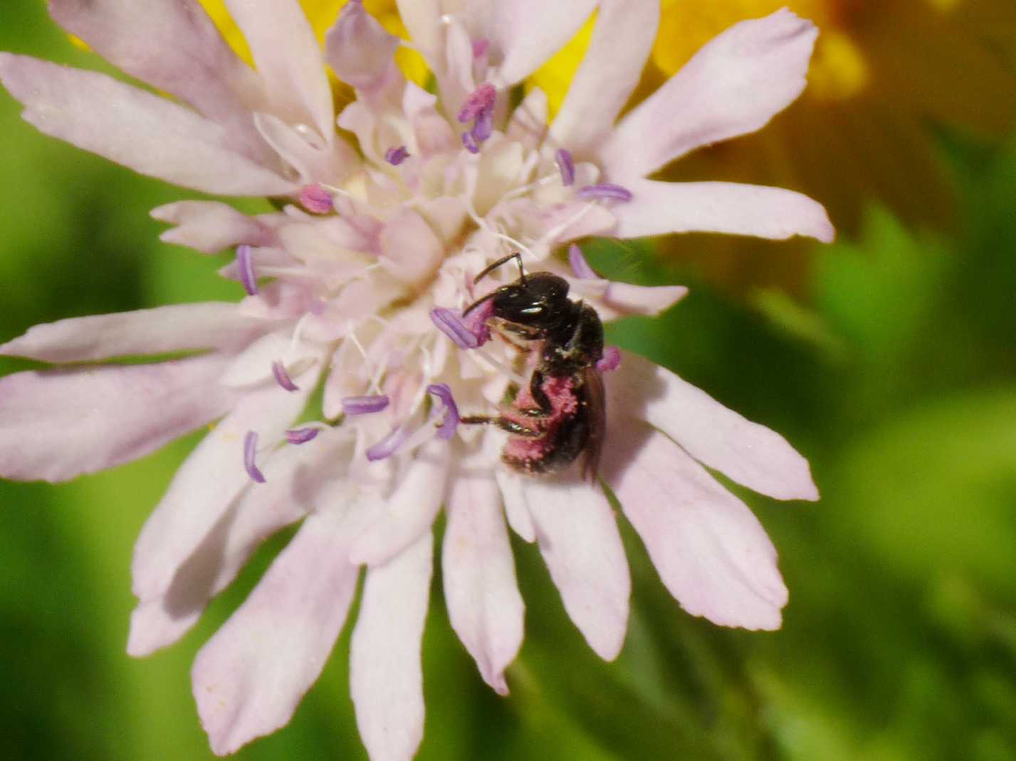 Ape impollinata:  cfr. Apidae Megachilinae